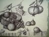 449 Frutta di settembre Anno 2001
