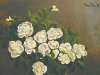 Rose bianche