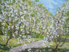 Ciliegi in fiore