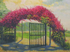 Bouganvillea
