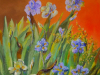 452 Anno 2013 Iris bianchi e blu.