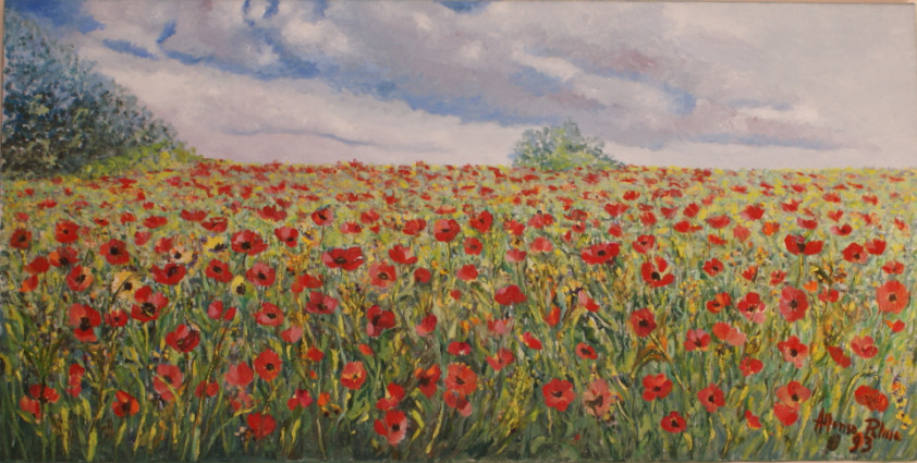 Campo di papaveri