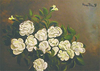 Rose bianche
