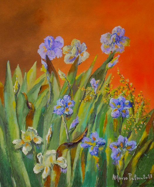 452 Anno 2013 Iris bianchi e blu.